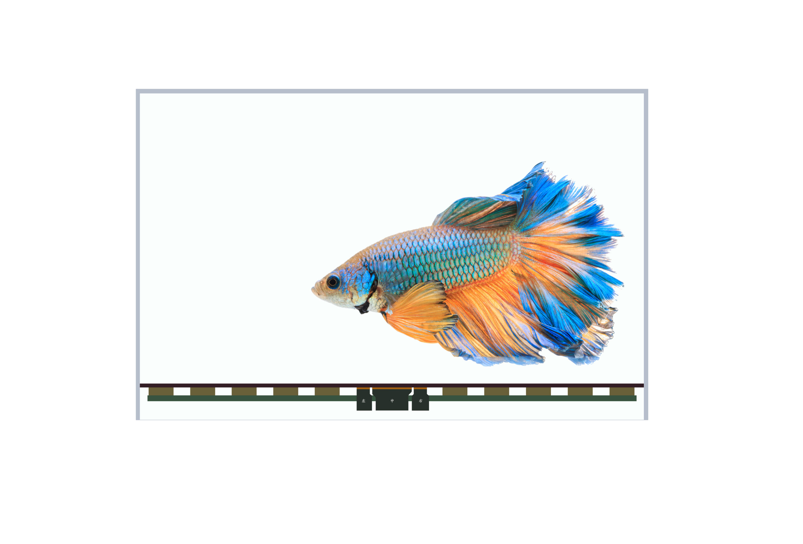 55 Inch Transparent Screen OLED Monitor